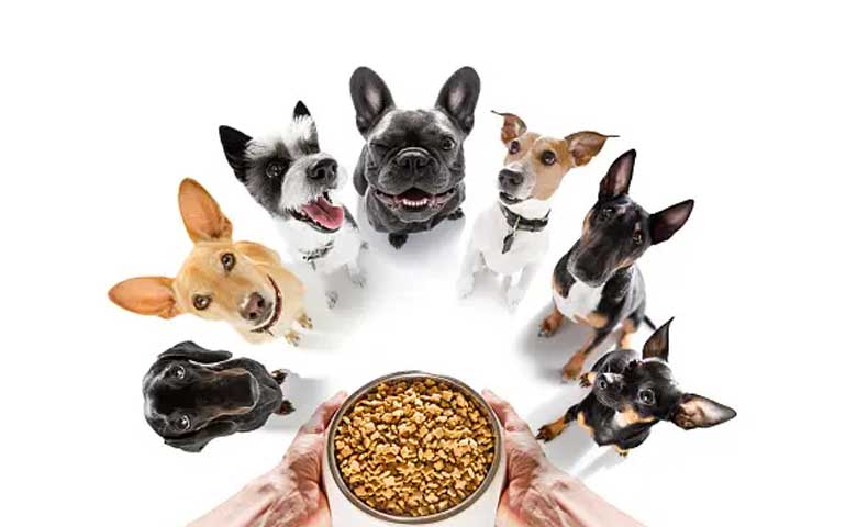 Puppy Food Options