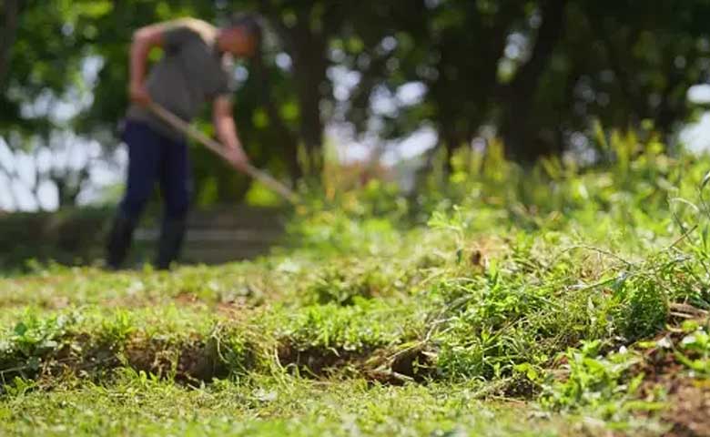 DIY Lawn Edging Tips